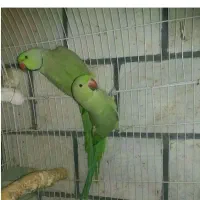 مولد ملنگو و عروس هلندی