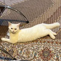 گربه نژاد ترکیه ( وان کدی)