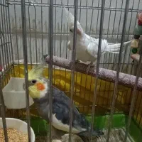 عروس هلندی نرو ماده