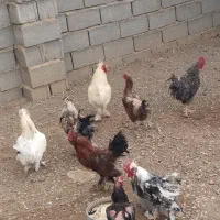 مرغ و خروس