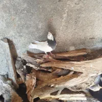 طوقی ماده و تافته ای ماده
