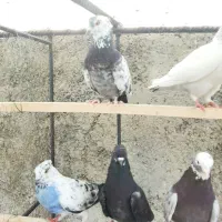 کبوتر فروشی ۳۰۰