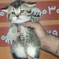 توله های اسکاتیش و بریتیش