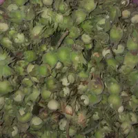 فندق تازه