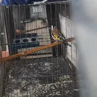 دوعدد سهره نر مست مست