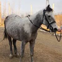 مادیان|اسب و تجهیزات اسب‌سواری|سارال, |دیوار