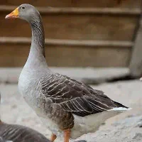 غاز ماده نر