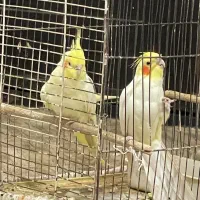 عروس هلندی نر و ماده