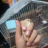 فروش یک جفت فنچ کینگ تازه بالغ