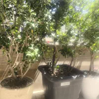 یاس هلندی