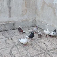 کفتر