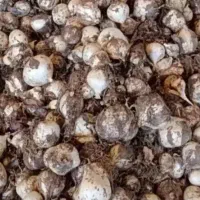 موسیر کوهی