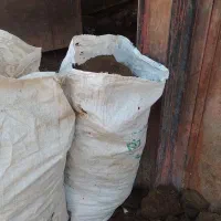کودگوسفندی گونی شده