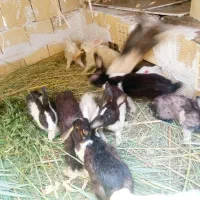 خرگوش