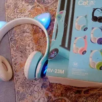 هدفن گربه ای سالم