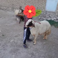 شک ورن یا قوچ|حیوانات مزرعه|کوهدشت, |دیوار