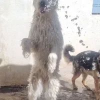 سگ ریش دار نگهبان