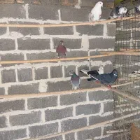 کبوتر|پرنده|تهران, دهقان|دیوار