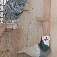 سه کفتر نر جوان به شرط هوایی