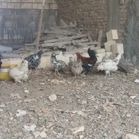 مرغ گلین