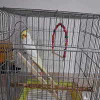 عروس هلندی