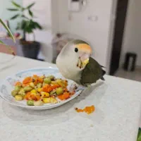 طوطی برزیلی ماده