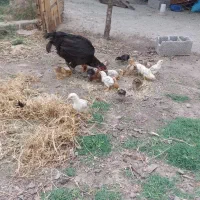 جوجه لاری