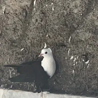 کلاغ سیاه