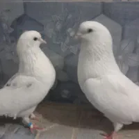 کبوتر