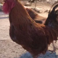 خروس جوان