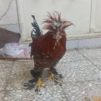 خروس سلطان  جوان وسالم