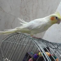 عروس  هلندی‌مرغ عشق دستی