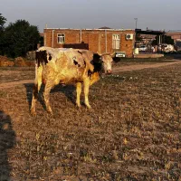 فروش گاو سیمینتال بدون گوساله
