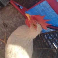 خروس سفید
