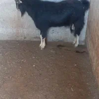 نربز