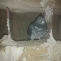 کبوتر