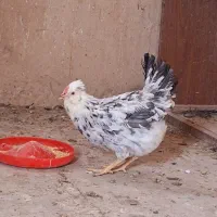 مرغ گلین