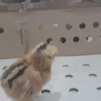 فروش جوجه گلپایگانی