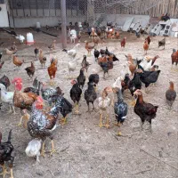 خلفه مرغ و خروس