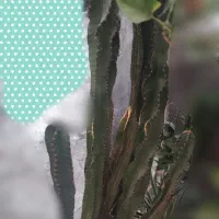 کاکتوس زیبا وقوی و چندین ساله