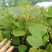 فروش  نهال کیوی