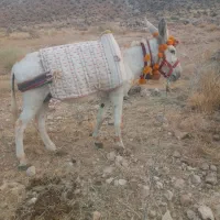 فروش الاغ نر