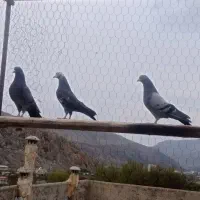 کبوتر پرشی