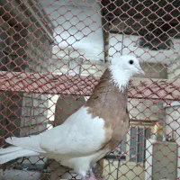 طوقی نر پرتقالی خال سیاه