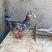 نروماده خوشگل