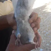 سه تا جوجه سبزه دم سفید شعمک تخت