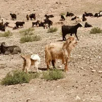گوسفند|حیوانات مزرعه|جرقویه, |دیوار