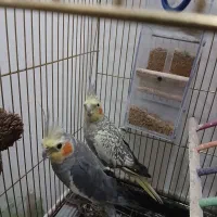 عروس هلندی
