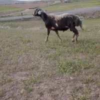 بره نر افشاری