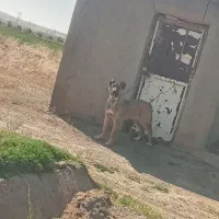 سگ سرابی